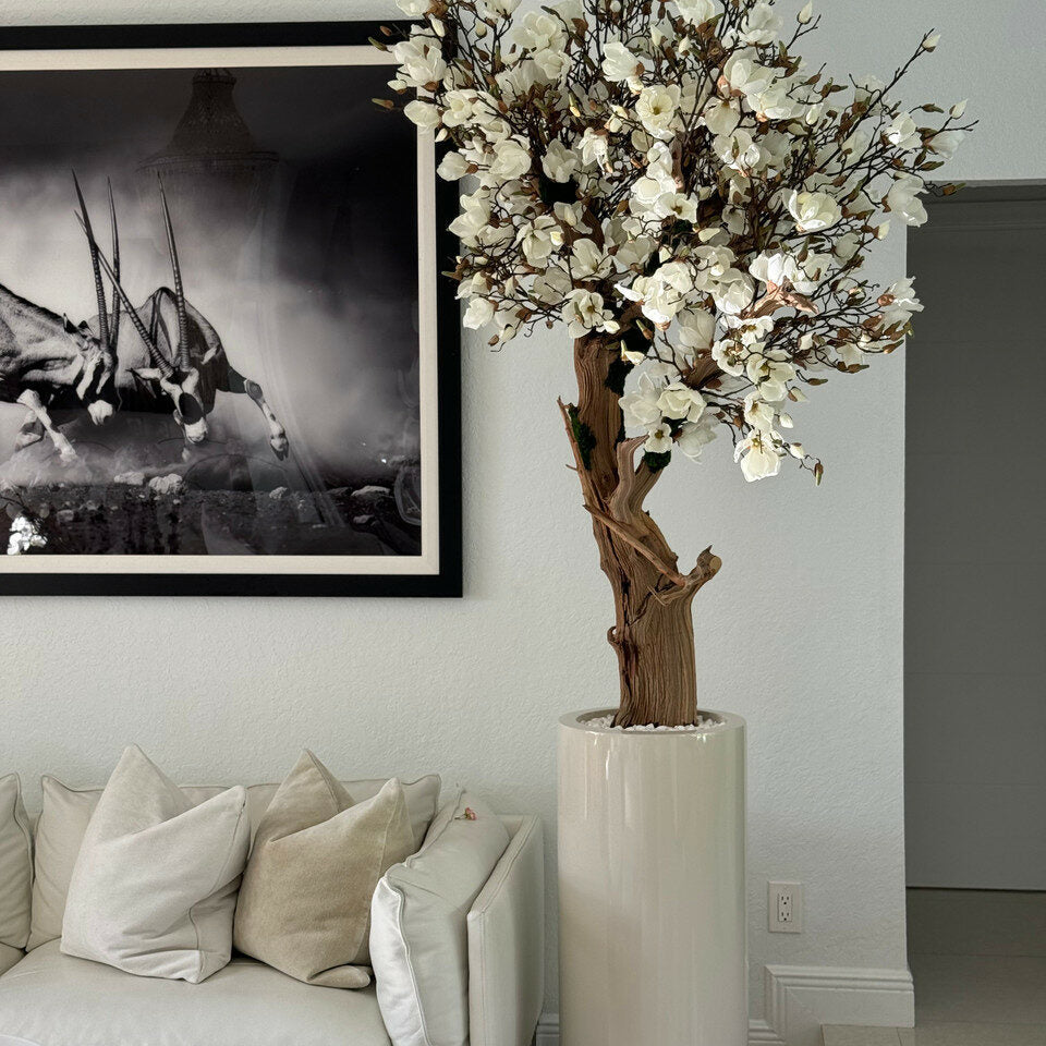 Weißer Magnolienbaum im glänzenden St. Tropez-Topf in Beige