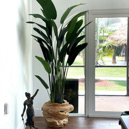 Große Vase aus Teakholz mit prachtvoller Strelitzie (Paradiesvogelblume)