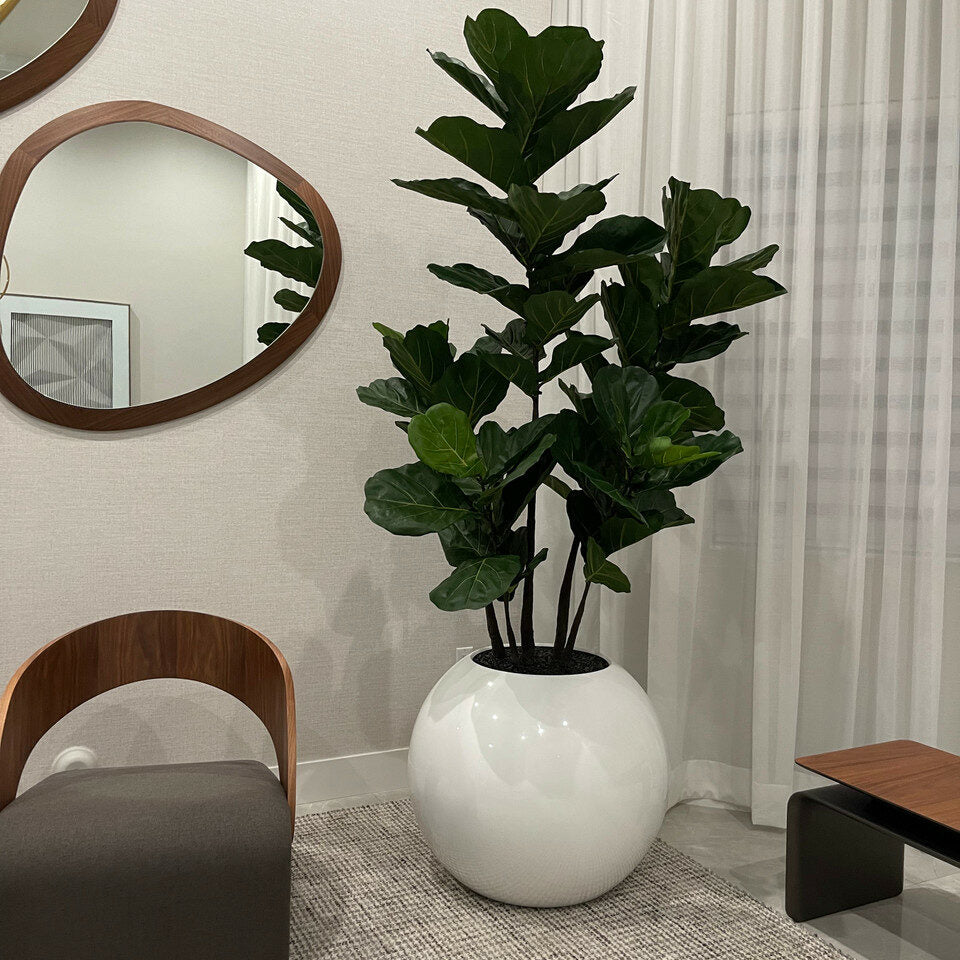 Weiße Globusvase mit Geigen-Feige – 180 cm