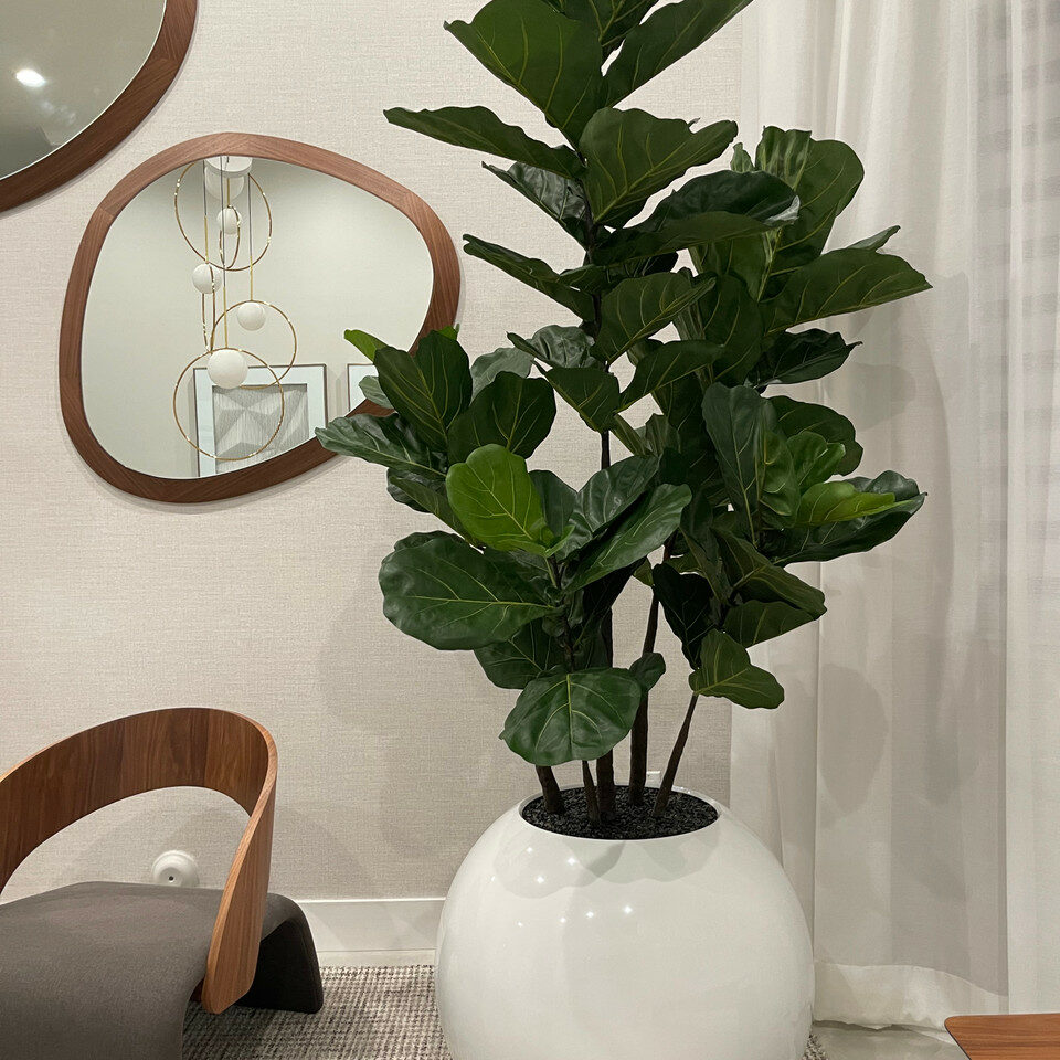 Weiße Globusvase mit Geigen-Feige – 180 cm
