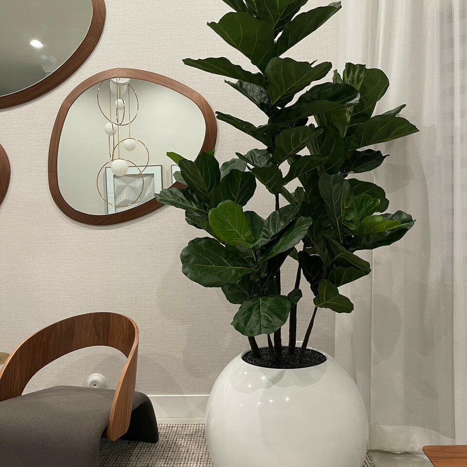 Weiße Globusvase mit Geigen-Feige – 180 cm