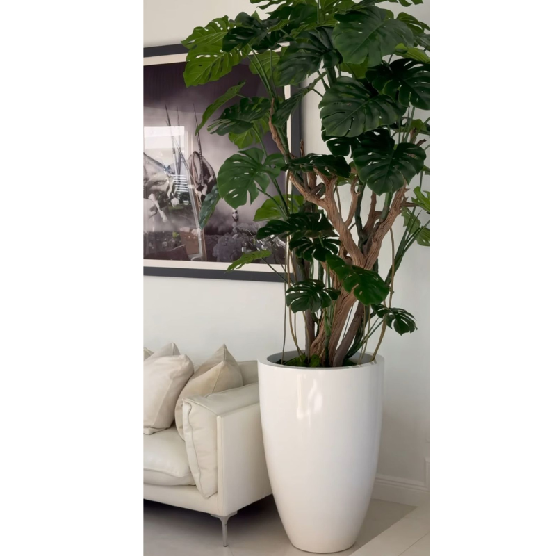 Monstera-Pflanze im Hochglanz-Weißen Topf