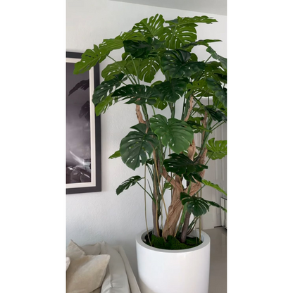Monstera-Pflanze im Hochglanz-Weißen Topf