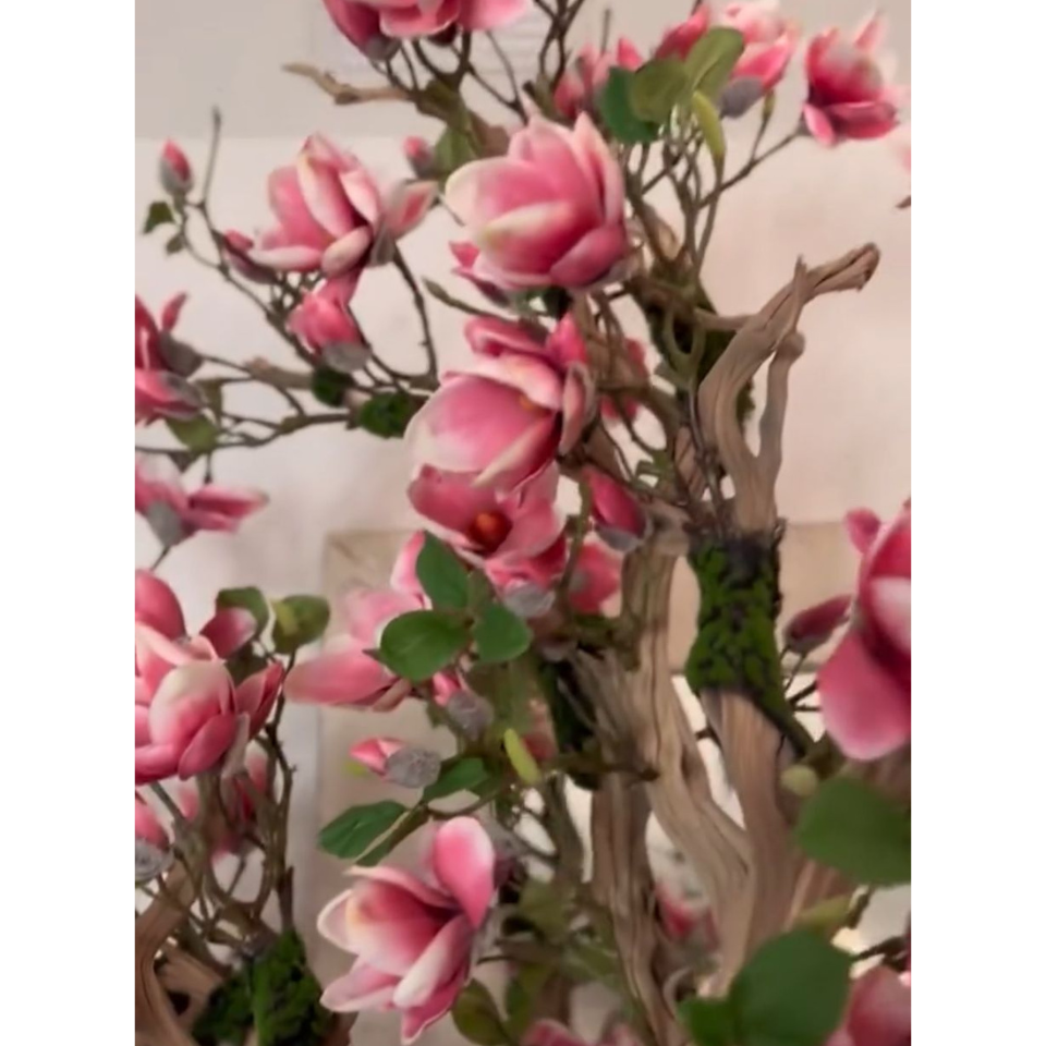 Pinkfarbener Magnolienbaum im St. Tropez-Topf in strahlendem Weiß – Neuerscheinung