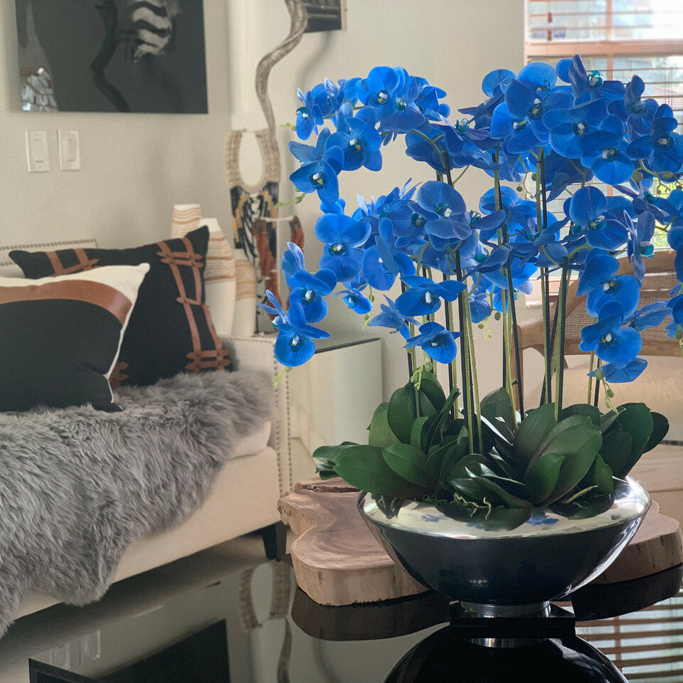 Avenue Schale mit blauen Phalaenopsis-Orchideen