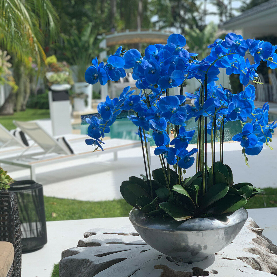 Avenue Schale mit blauen Phalaenopsis-Orchideen