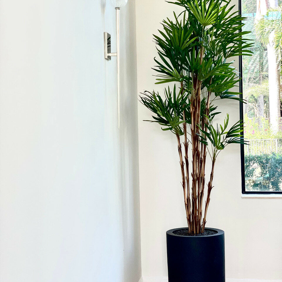 Palmbaum im XL schwarzen Topf