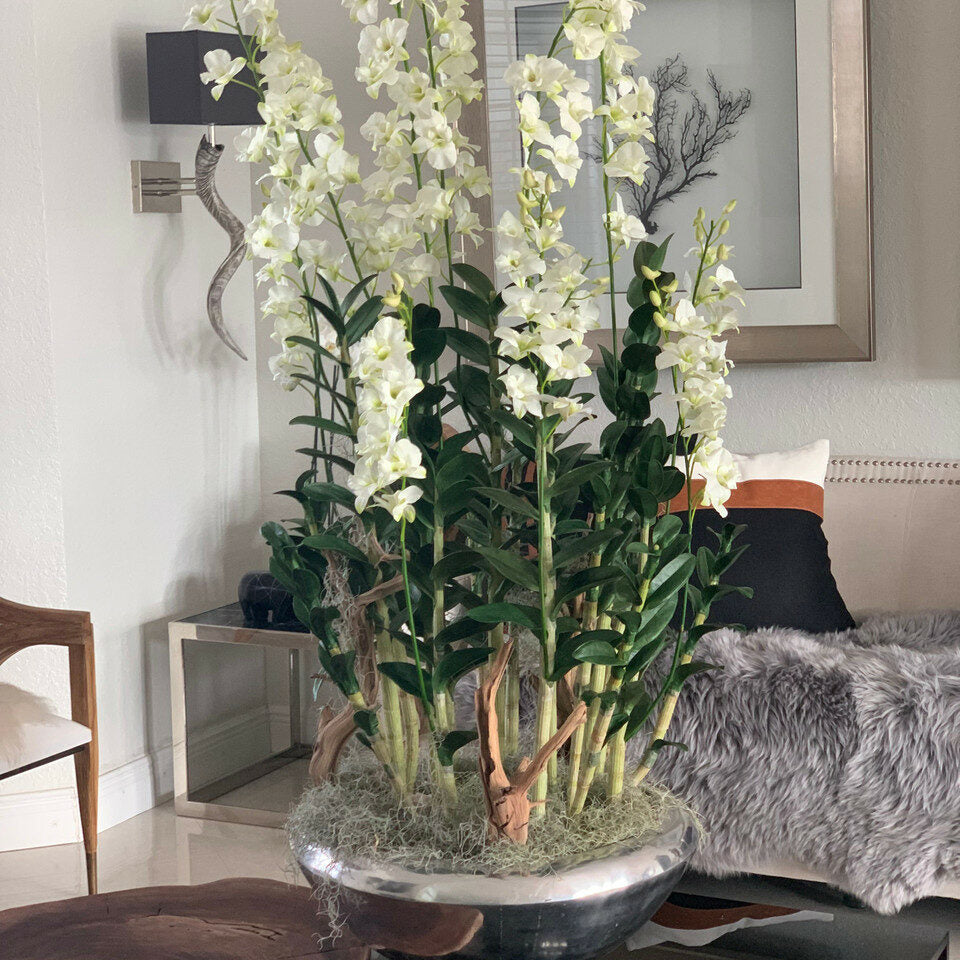 Avenue Blumenkasten mit Dendrobium-Orchideen
