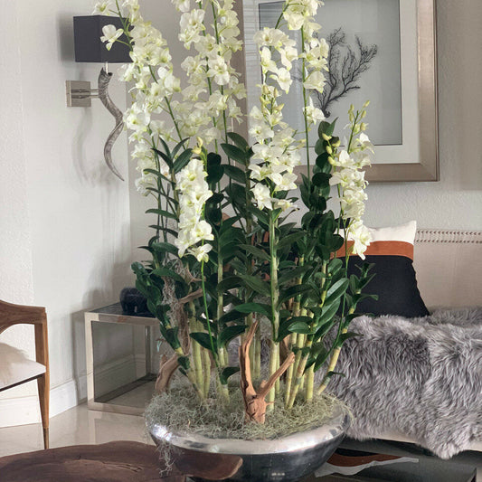 Avenue Blumenkasten mit Dendrobium-Orchideen