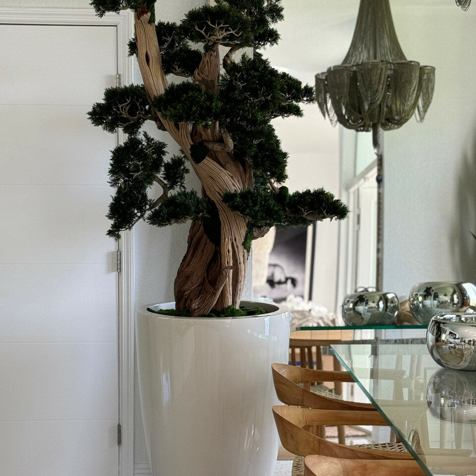 Großer Bonsai im Brannan Pflanzgefäß