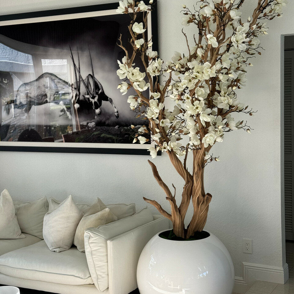 Weißer Magnolienbaum im 126 cm glänzenden weißen Globus-Topf