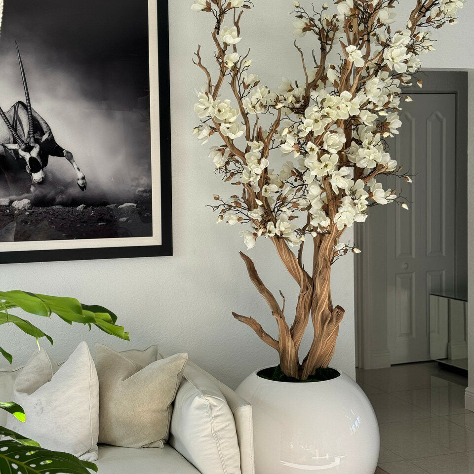 Weißer Magnolienbaum im 126 cm glänzenden weißen Globus-Topf